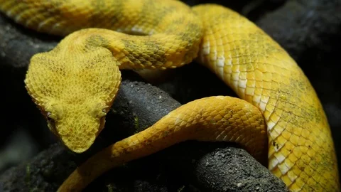 Bright Yellow Snake Eyelash Tree Viper Ecuador 02 Stock Footage 88010309
