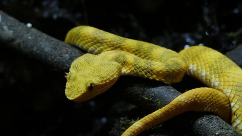 Bright Yellow Snake Head Isolated Eyelash Tree Viper Ecuador 07 Stock Footage 88012287