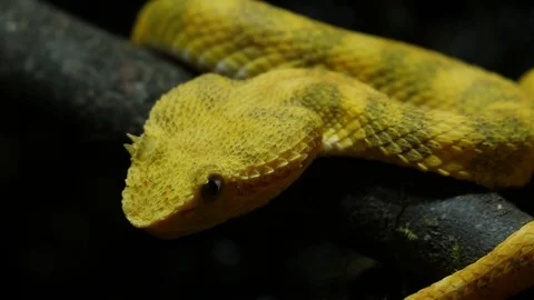 Bright Yellow Snake Head Isolated Eyelash Tree Viper Ecuador 07 1 Stock Footage 88012403