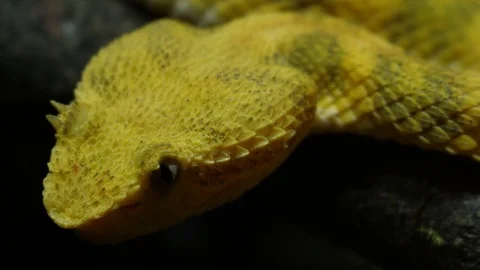 Bright Yellow Snake Head Isolated Eyelash Tree Viper Ecuador 12 Stock Footage 88012880