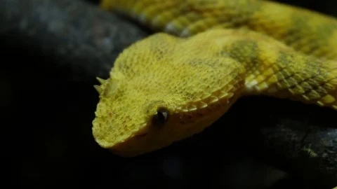 Bright Yellow Snake Head Isolated Eyelash Tree Viper Ecuador 10 Stock Footage 88012899