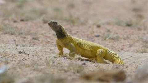 Bright Yellow Spiny-Tailed Lizard on Desert Sand Stock Footage 340925454