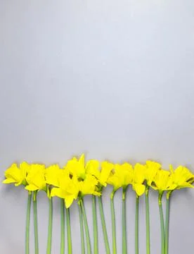 Bright yellow spring daffodils on a gray background. Place for your text Stock Photos