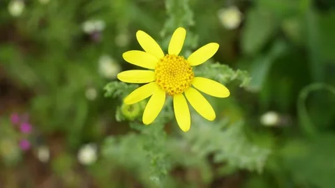 A bright yellow spring flower in the field develops in the wind close-up. Nature 스톡 동영상 153592106