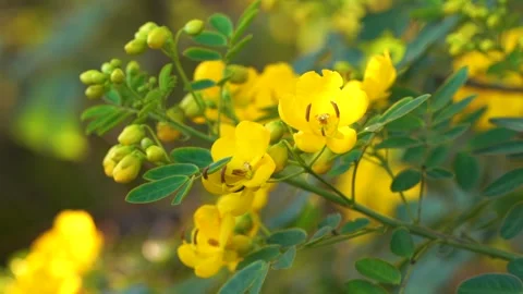Bright Yellow Spring Flowers Blooming on a Bush in a Sunny Garden Video stock 342001963