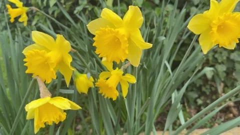 Bright yellow spring flowers wind timelapse Vídeos de archivo 330743302