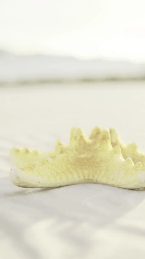 Bright yellow starfish rests on the sandy shore at sunset by the beach Stock Footage 334203426