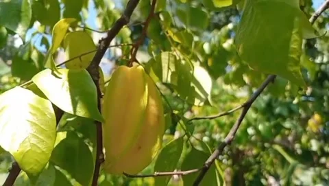 This bright yellow starfruit grows hanging from branches. Stock-Footage 332056059