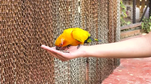 Bright yellow sun conure parrot eats seeds from open hand, close up motion .. Stock Footage 332833394
