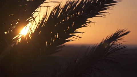 Bright yellow sun sets behind giant silhouetted palm tree leaf Stock Footage 85816775