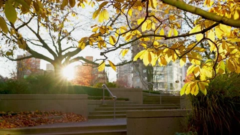 Bright yellow sun shining through autumn rowan tree leaves Stock-Footage 144036928