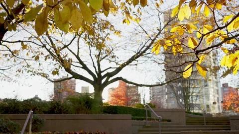 Bright yellow sun shining through autumn rowan tree leaves Stock Footage 144036943