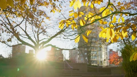 Bright yellow sun shining through autumn rowan tree leaves Stock Footage 144036954