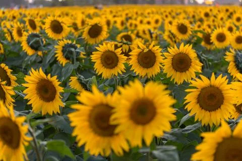 Bright Yellow Sunflower in Field Stock Photos