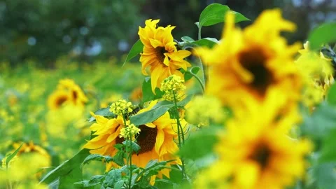 Bright yellow sunflower in field with selective focus 動画素材 220038652