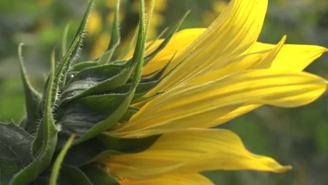 Bright yellow sunflower lighted solar svetom Stock Footage 296086898