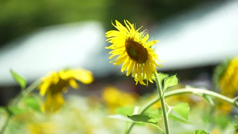 Bright yellow sunflowers blooming Stock Footage 339064739