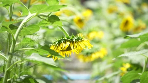 Bright yellow sunflowers blooming Stock Footage 339065835