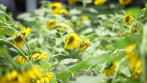 Bright yellow sunflowers blooming Stock Footage 339065941