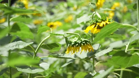 Bright yellow sunflowers blooming Stock Footage 339066516