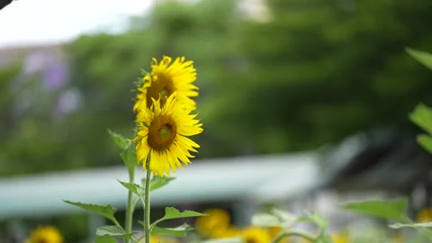 Bright yellow sunflowers blooming Stock Footage 339066693