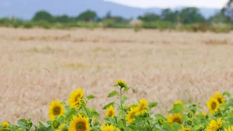 Bright Yellow Sunflowers Blowing in the Wind on a Scottish Farm Vídeo Stock 325697010