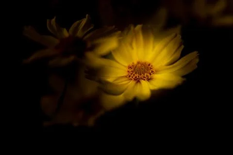 A bright yellow sunlit Margueritte, or Paris Daisy against a dark background, Stock Photos