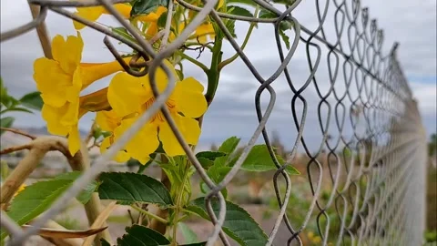 Bright Yellow Tecoma Stans Flowers Peeking Through Chain-Link Fence Video stock 334408583
