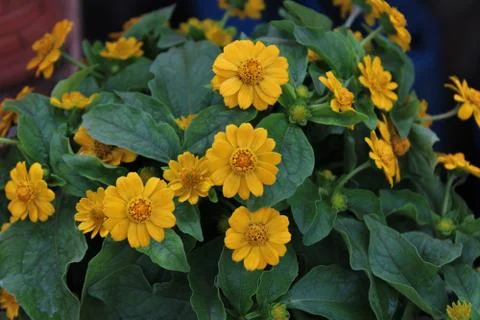 Bright yellow tiny flowers Stock Photos