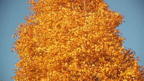 Bright yellow tree in autumn. The wind blows the yellowed leaves on the tree. Stock Footage 221198143