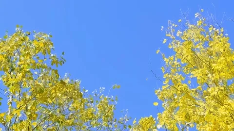 Bright yellow tree in autumn in the wind with blue sky. Stock Footage 240299672