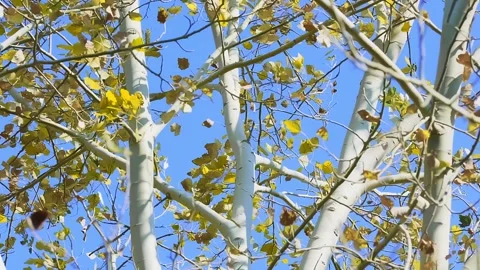 Bright yellow tree in autumn in the wind shaking the leaves. Stock Footage 240975570
