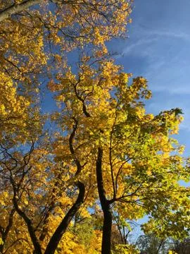Bright yellow tree brush on blue sky canvas Stock Photos