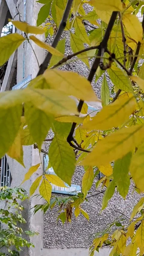 Bright yellow tree leaves sway in the wind Stock Footage 288111131