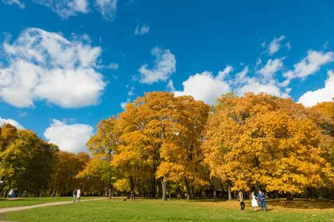 Bright yellow trees in the fall. Park Kolomenskoe in Moscow Stock Photos