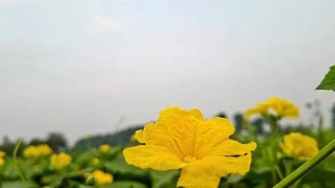 Bright Yellow Vegetable Blossom Under Overcast Day Sky 库存影片 345475141