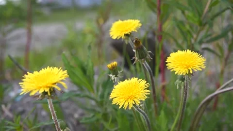Bright yellow wild flowers on the wind Stock Footage 132901301