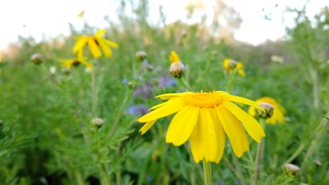 Bright Yellow Wildflower in Green Spring Field Stockbeeldmateriaal 332575604