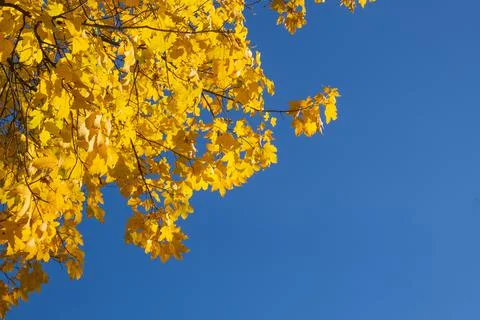 Bright yellowed maple leaves in fall against clear blue sky. Stock Photos