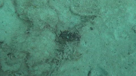 Bright young cuttlefish Stock-Footage 61034207