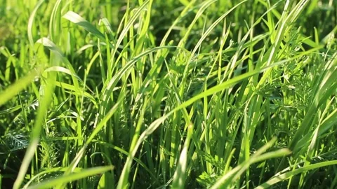 Bright young spring greens under the sun at sunset. Light wind shakes blades of  Stock Footage 132287399