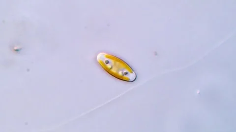 Brightfield Microscopy of Diatom Frustules 库存影片 317253921