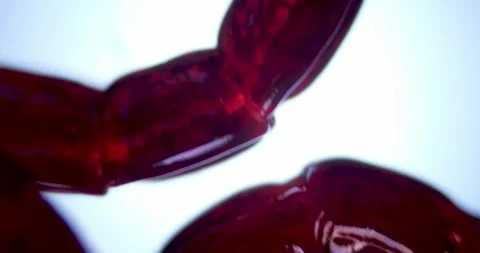 Brightfield View of Twitching Segmented Larva with Translucent Body showing 库存影片 330956633