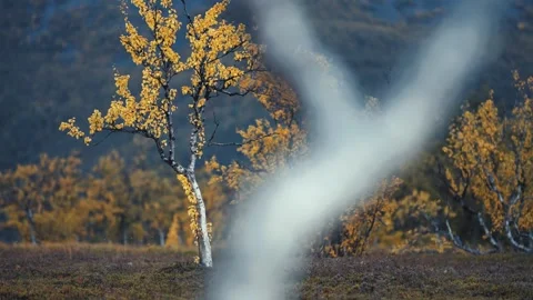 Brightly colored birch trees in the gloomy tundra landscape. Slow-motion, Stock Footage 254390344