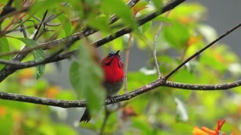 Brightly colored bird perched among green leaves on branch with soft Stock Footage 285545219