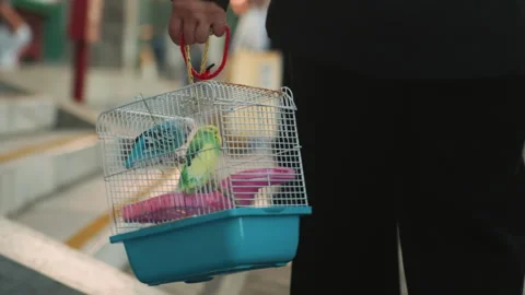 Brightly colored birds transported through lively marketplace scene. Vibrant 動画素材 332613052