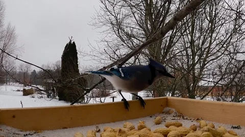 Brightly colored blue jay is extremely picky about his peanuts 스톡 동영상 272565270