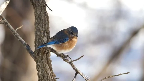 Brightly colored Bluebird perched on limb looking for food Stock Footage 83285822
