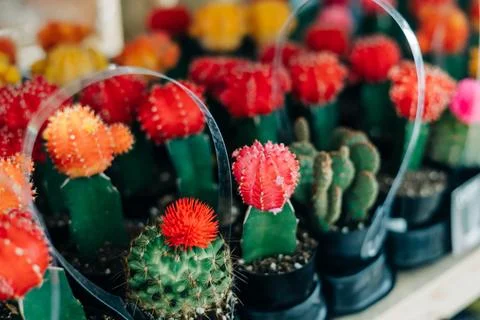 Brightly colored cacti in pots displayed at a garden market on a sunny afternoon Stock Photos
