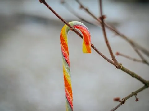 Brightly colored candy cane attached to a bare tree branch. Stock Photos